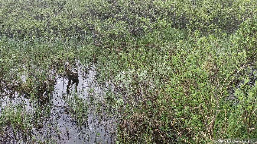 Выловили солнечный денёк)) 19.06.2021. Заполярье. Прогулка. Часть 4 (фото 7)
