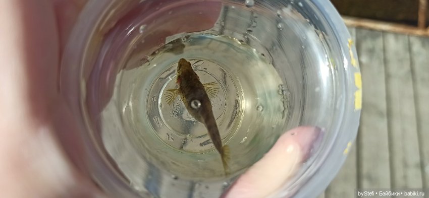 Выловили солнечный денёк 19.06.2021. Заполярье. Прогулка. Часть 1