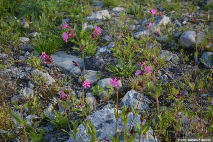 Выловили солнечный денёк 19.06.2021. Заполярье. Прогулка. Часть 5 (фото 5)