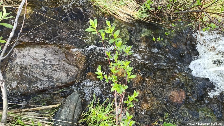 Выловили солнечный денёк 19.06.2021. Заполярье. Прогулка. Часть 3