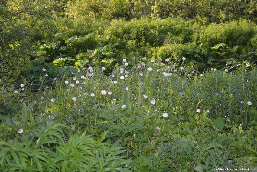 Выловили солнечный денёк 19.06.2021. Заполярье. Прогулка. Часть 5 (фото 9)