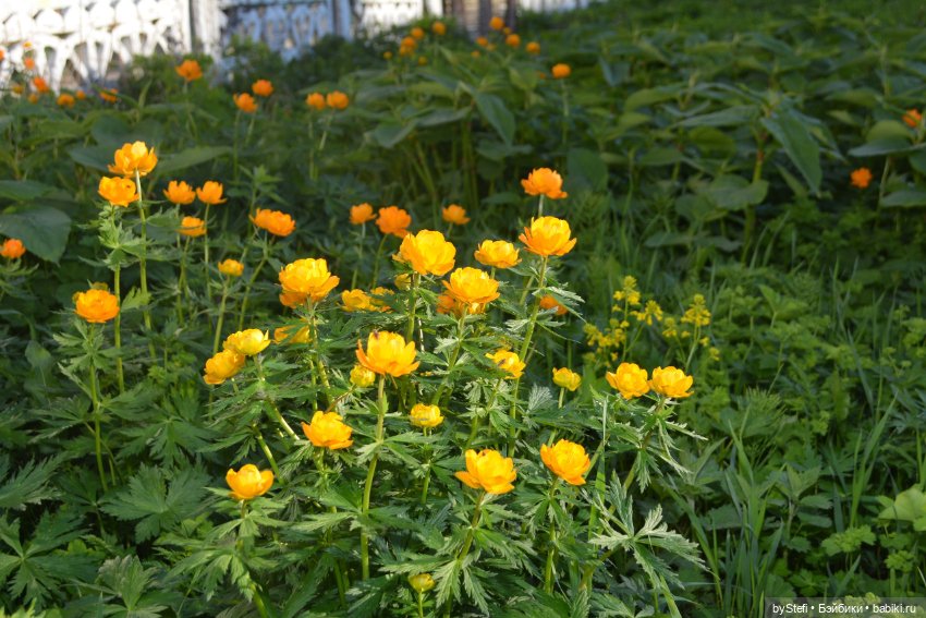 Выловили солнечный денёк 19.06.2021. Заполярье. Прогулка. Часть 6. Заключительная (фото 7)