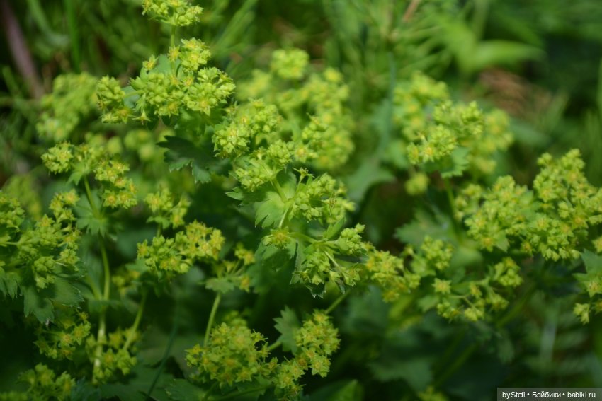 Выловили солнечный денёк 19.06.2021. Заполярье. Прогулка. Часть 6. Заключительная