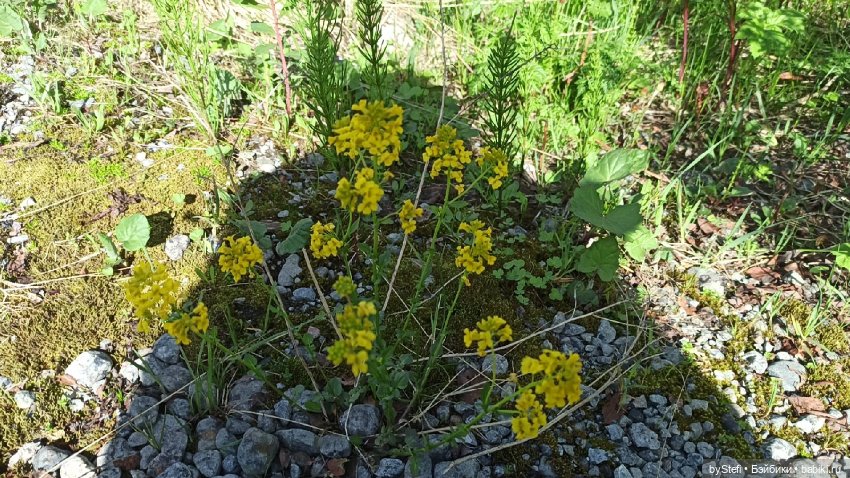 Выловили солнечный денёк 19.06.2021. Заполярье. Прогулка. Часть 3