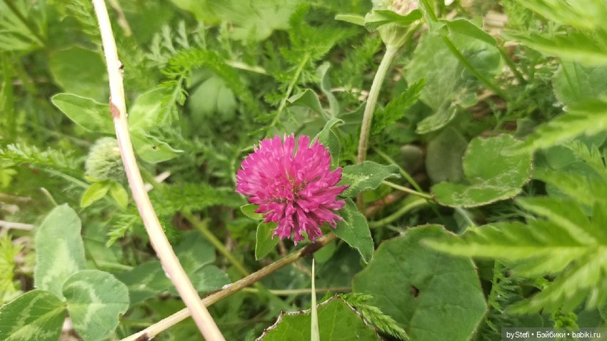 Выловили солнечный денёк)) 19.06.2021. Заполярье. Прогулка. Часть 4
