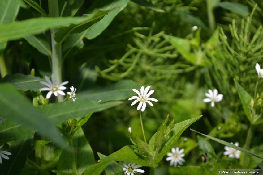 Выловили солнечный денёк 19.06.2021. Заполярье. Прогулка. Часть 6. Заключительная