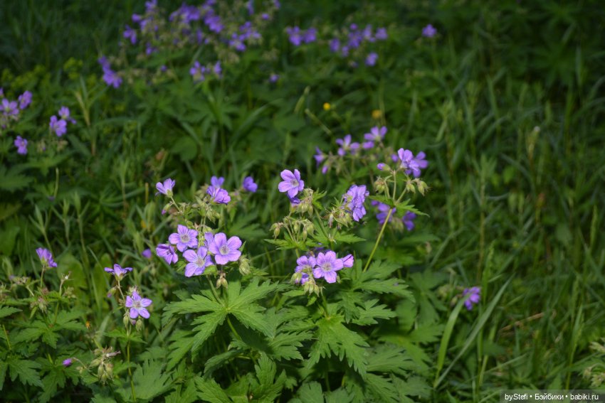Выловили солнечный денёк 19.06.2021. Заполярье. Прогулка. Часть 6. Заключительная