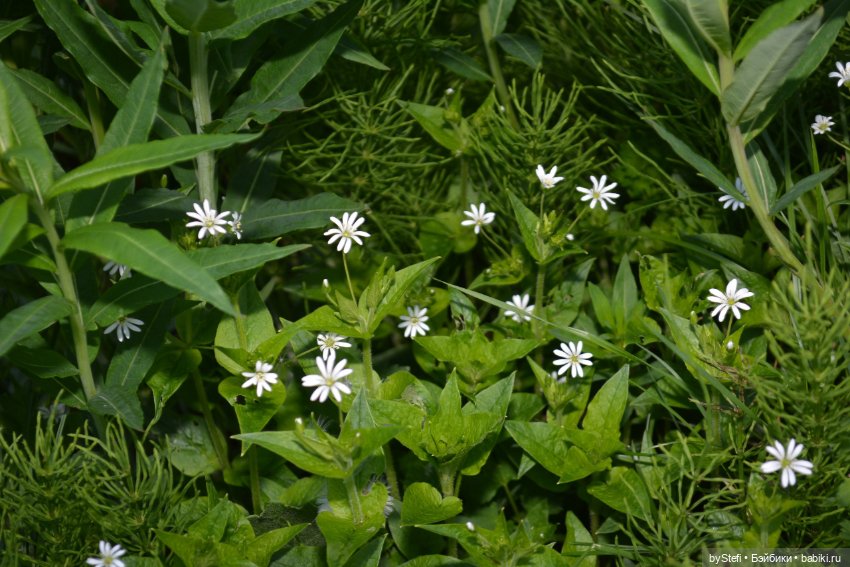 Выловили солнечный денёк 19.06.2021. Заполярье. Прогулка. Часть 6. Заключительная