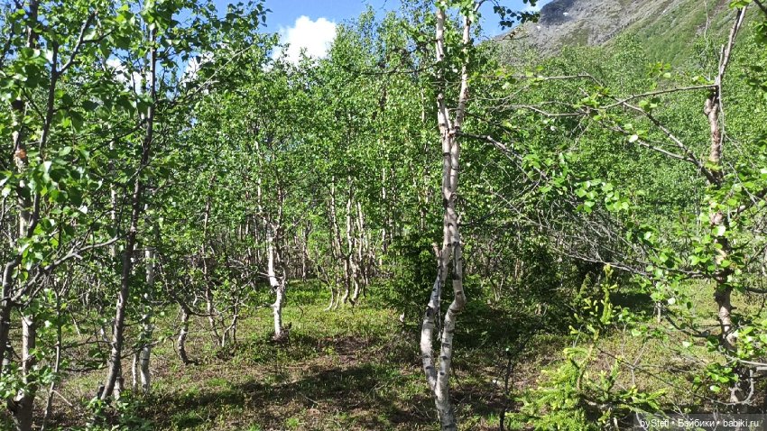 Выловили солнечный денёк 19.06.2021. Заполярье. Прогулка. Часть 1