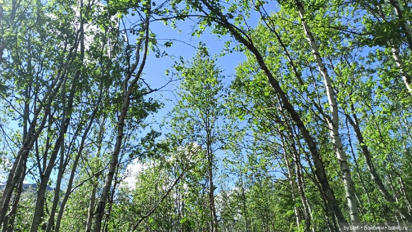 Выловили солнечный денёк 19.06.2021. Заполярье. Прогулка. Часть 2