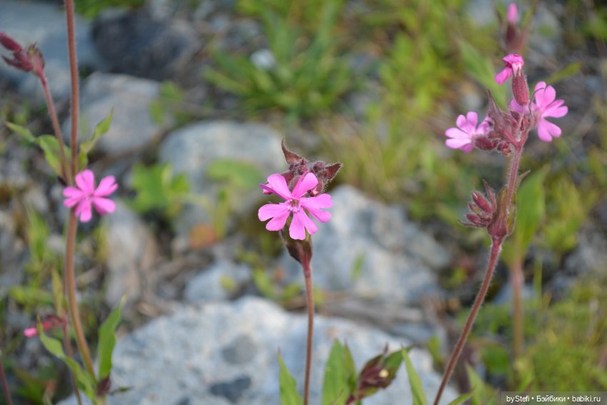 Выловили солнечный денёк 19.06.2021. Заполярье. Прогулка. Часть 5 (фото 7)