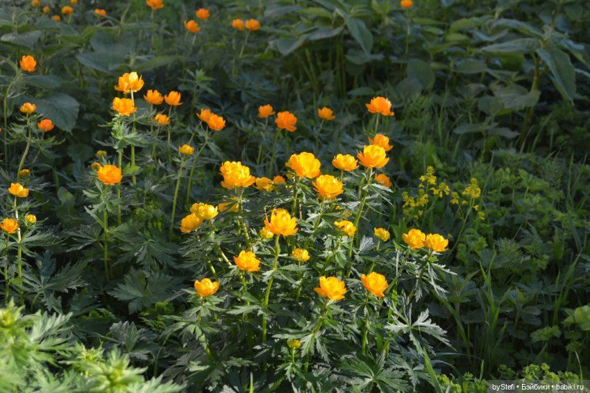 Выловили солнечный денёк 19.06.2021. Заполярье. Прогулка. Часть 5