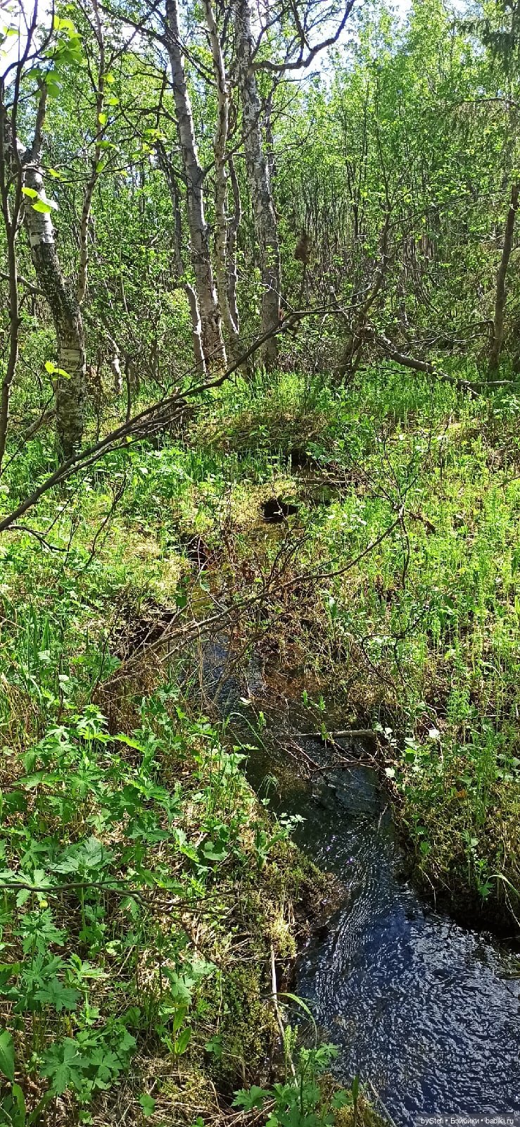 Выловили солнечный денёк 19.06.2021. Заполярье. Прогулка. Часть 2