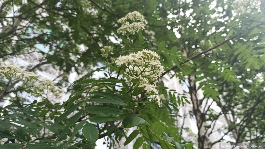 Выловили солнечный денёк)) 19.06.2021. Заполярье. Прогулка. Часть 4