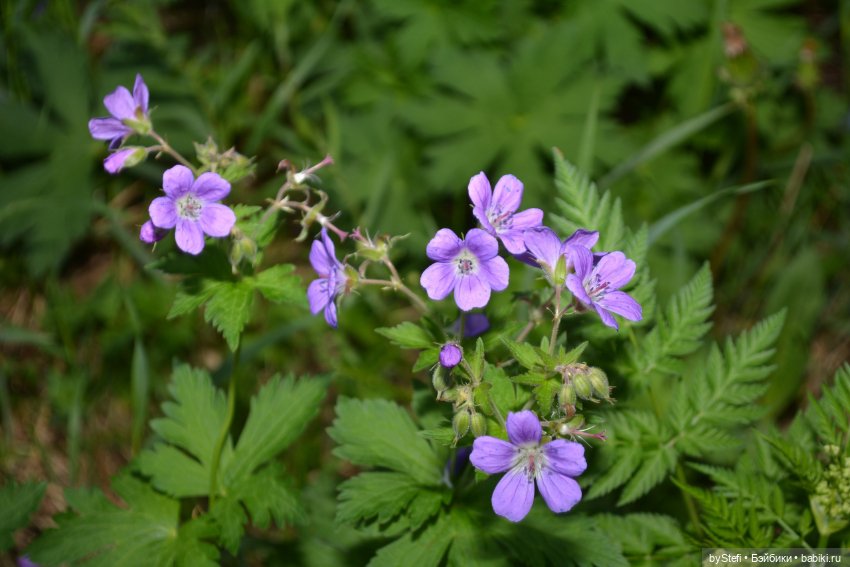 Выловили солнечный денёк 19.06.2021. Заполярье. Прогулка. Часть 6. Заключительная