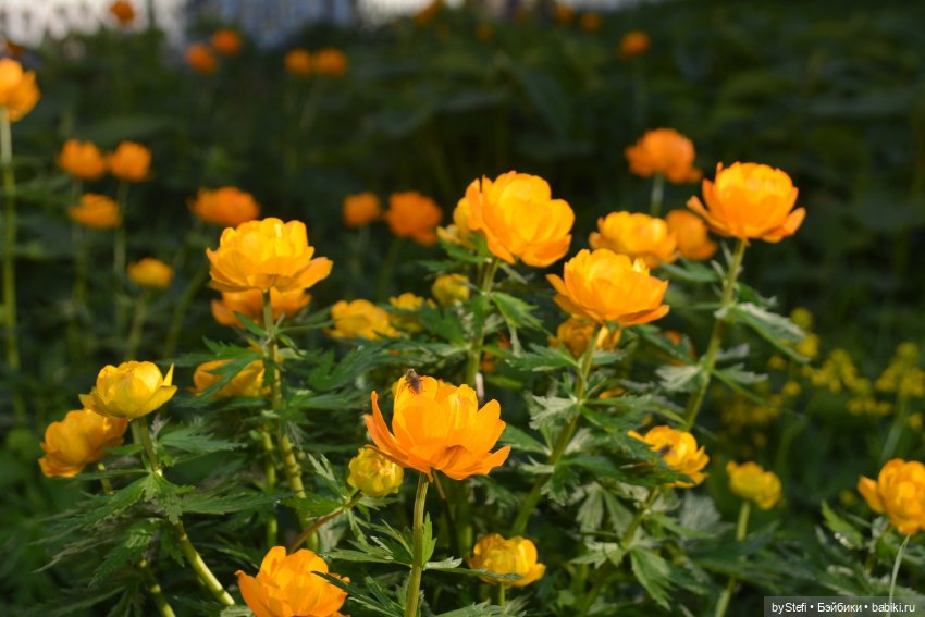 Выловили солнечный денёк 19.06.2021. Заполярье. Прогулка. Часть 6. Заключительная (фото 5)