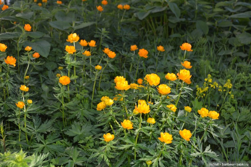 Выловили солнечный денёк 19.06.2021. Заполярье. Прогулка. Часть 6. Заключительная (фото 2)