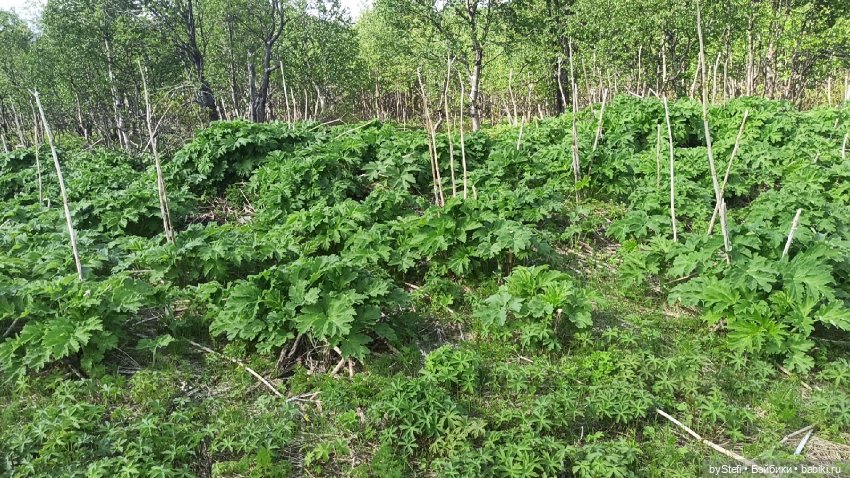 Выловили солнечный денёк 19.06.2021. Заполярье. Прогулка. Часть 3 (фото 7)