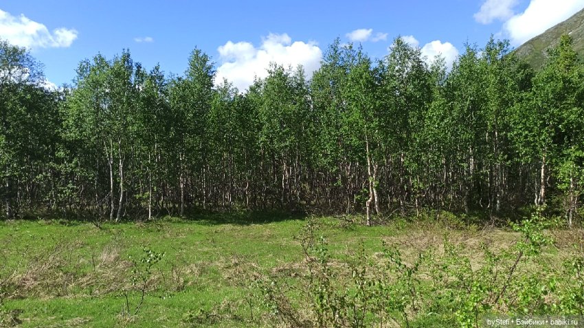 Выловили солнечный денёк 19.06.2021. Заполярье. Прогулка. Часть 2