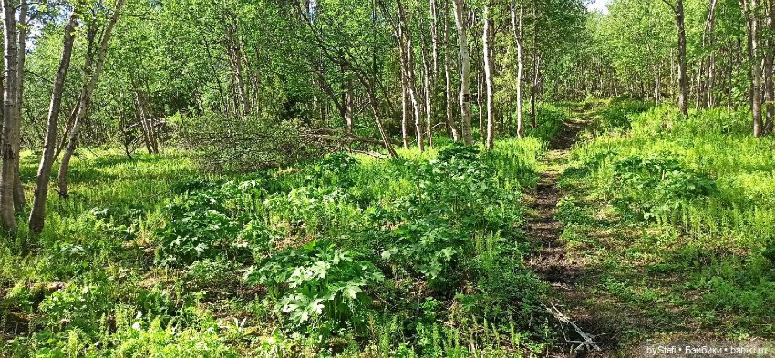 Выловили солнечный денёк 19.06.2021. Заполярье. Прогулка. Часть 2