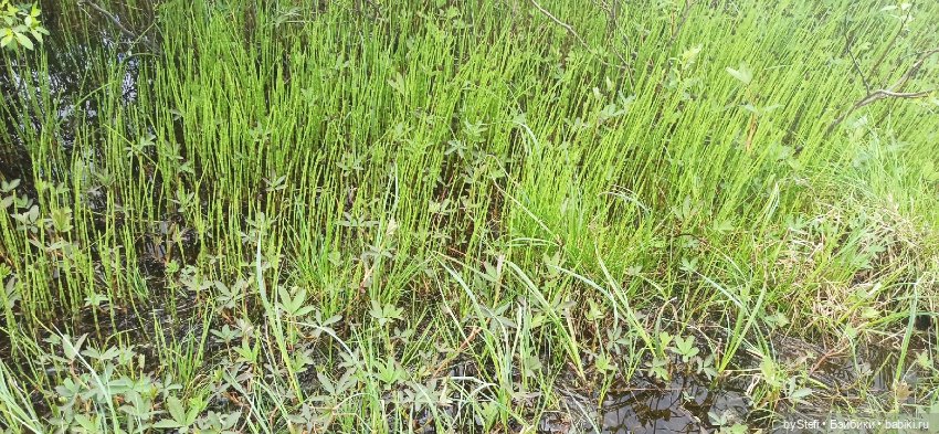 Выловили солнечный денёк)) 19.06.2021. Заполярье. Прогулка. Часть 4