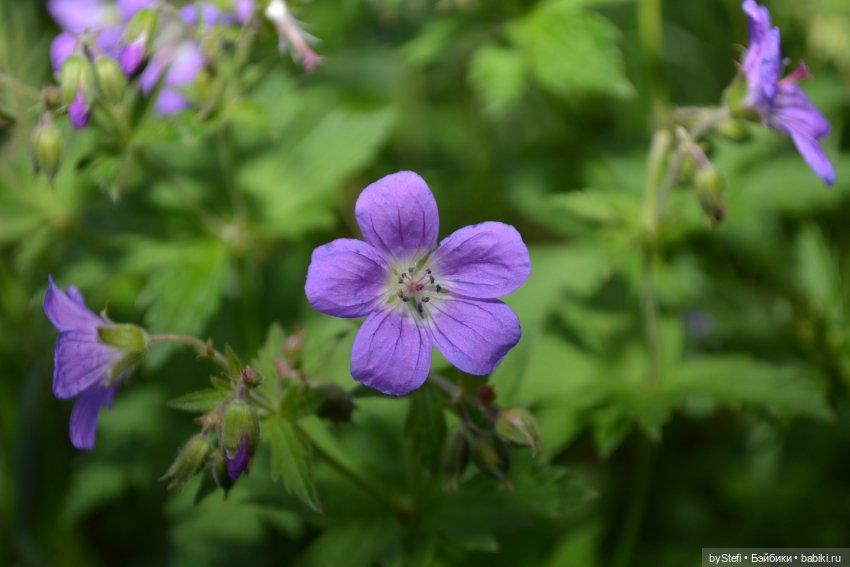 Выловили солнечный денёк 19.06.2021. Заполярье. Прогулка. Часть 6. Заключительная