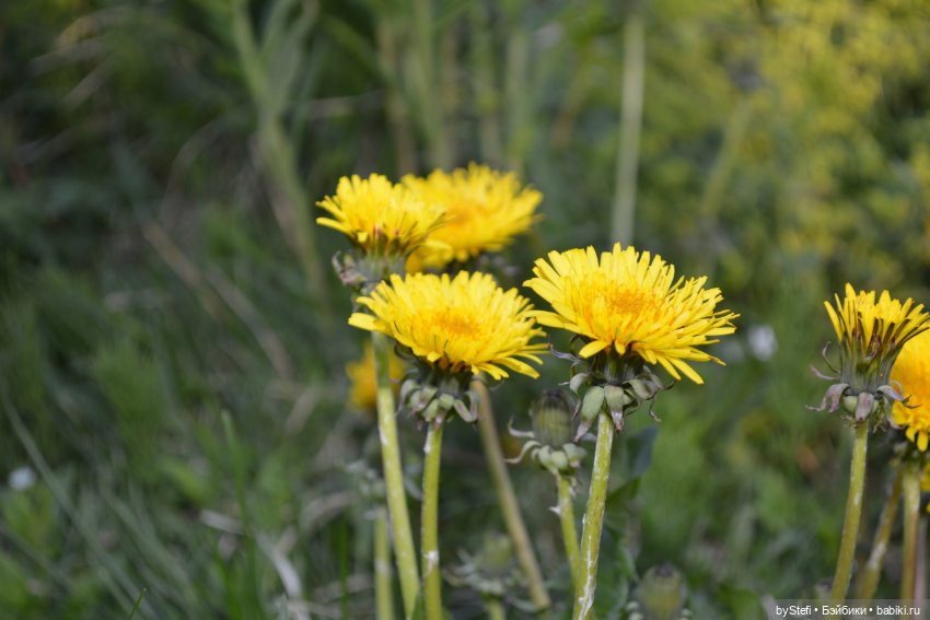 Выловили солнечный денёк 19.06.2021. Заполярье. Прогулка. Часть 6. Заключительная (фото 9)