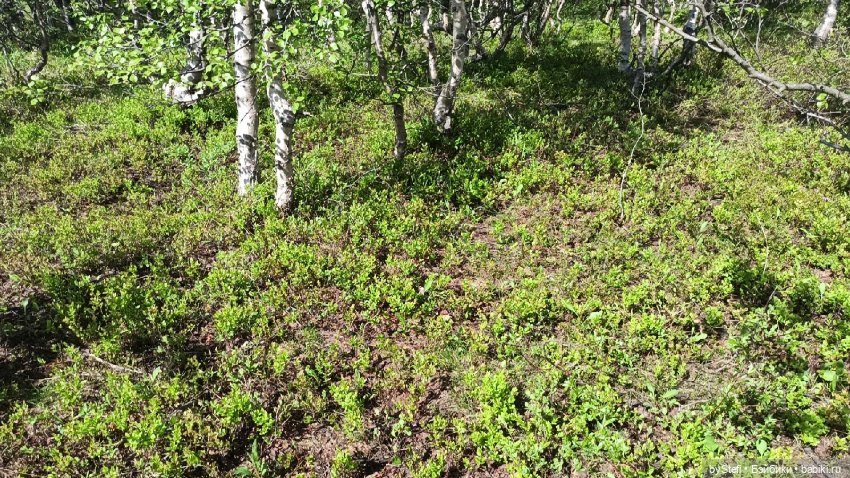 Выловили солнечный денёк 19.06.2021. Заполярье. Прогулка. Часть 1
