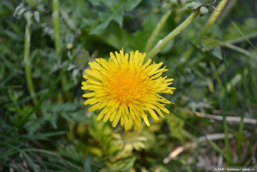 Выловили солнечный денёк 19.06.2021. Заполярье. Прогулка. Часть 6. Заключительная (фото 10)