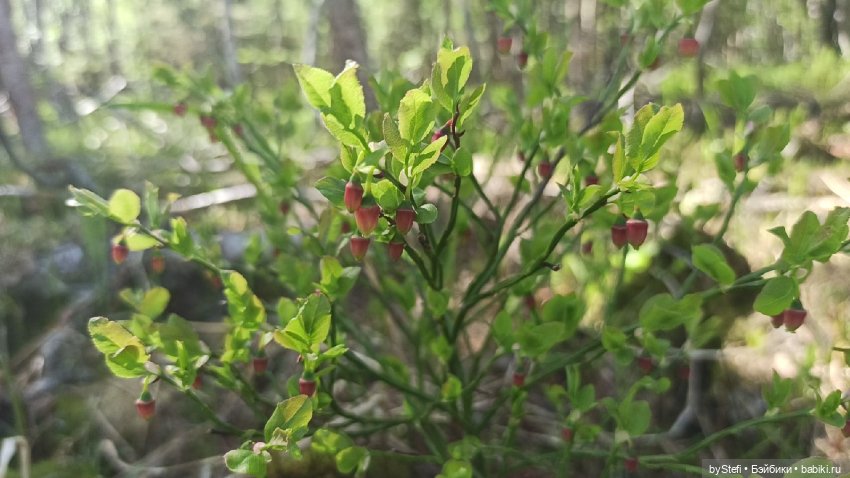 Выловили солнечный денёк 19.06.2021. Заполярье. Прогулка. Часть 2