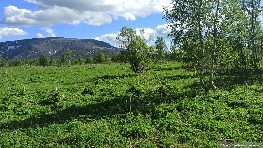 Выловили солнечный денёк 19.06.2021. Заполярье. Прогулка. Часть 3