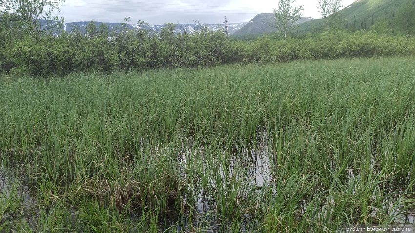 Выловили солнечный денёк)) 19.06.2021. Заполярье. Прогулка. Часть 4