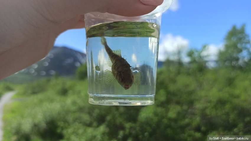 Выловили солнечный денёк 19.06.2021. Заполярье. Прогулка. Часть 1