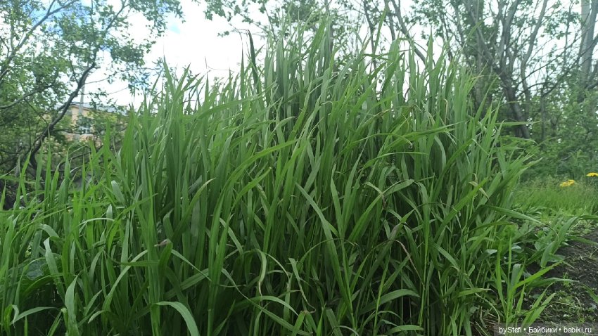 Выловили солнечный денёк)) 19.06.2021. Заполярье. Прогулка. Часть 4