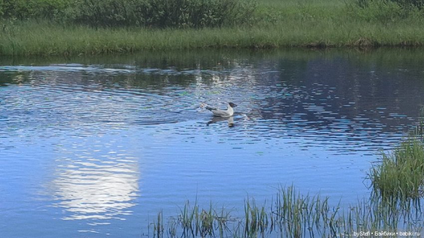 Выловили солнечный денёк)) 19.06.2021. Заполярье. Прогулка. Часть 4 (фото 2)