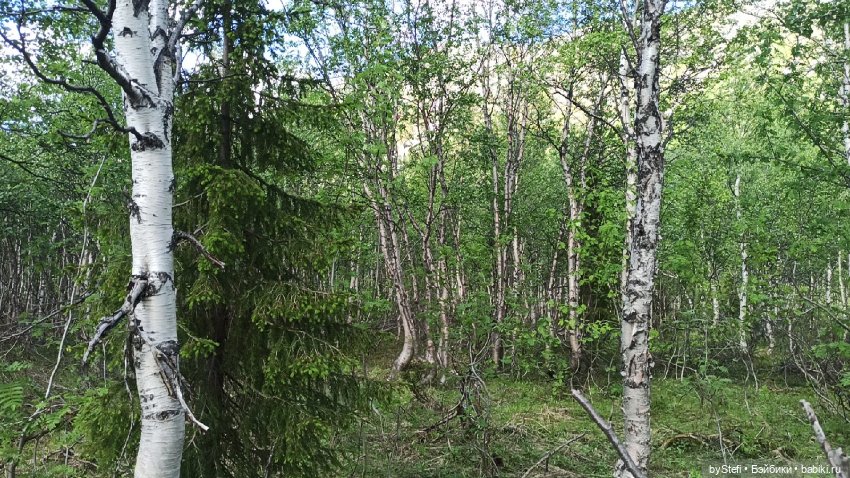 Выловили солнечный денёк 19.06.2021. Заполярье. Прогулка. Часть 3 (фото 3)