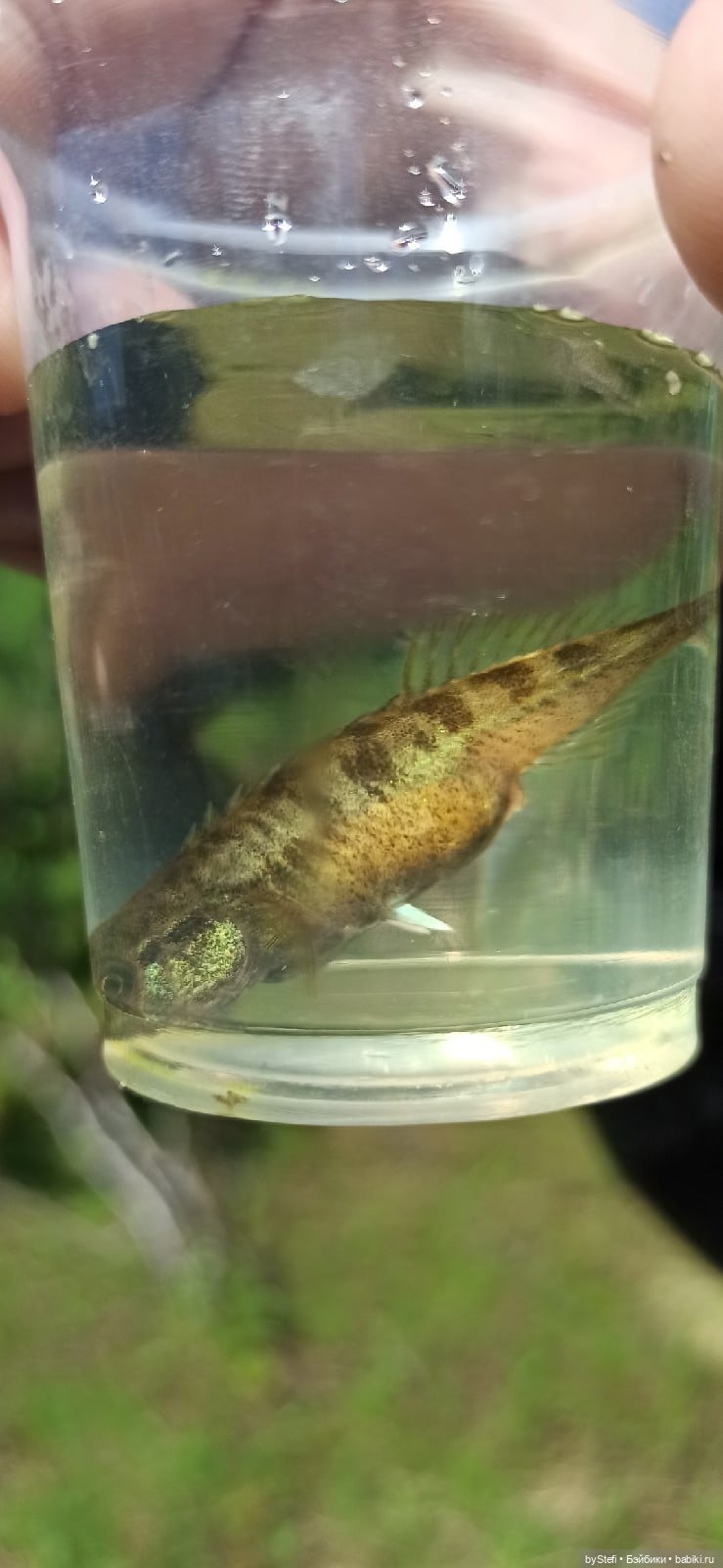 Выловили солнечный денёк 19.06.2021. Заполярье. Прогулка. Часть 2