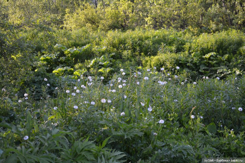 Выловили солнечный денёк 19.06.2021. Заполярье. Прогулка. Часть 5 (фото 8)