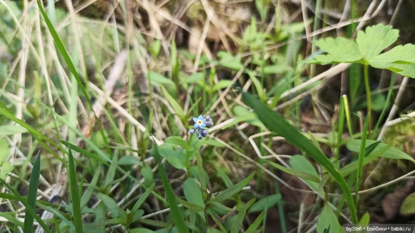 Выловили солнечный денёк 19.06.2021. Заполярье. Прогулка. Часть 3