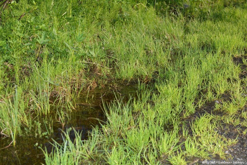 Выловили солнечный денёк 19.06.2021. Заполярье. Прогулка. Часть 5