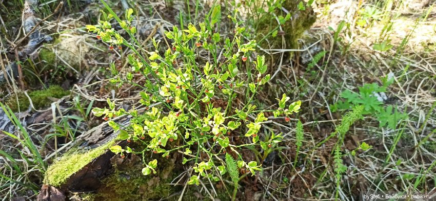 Выловили солнечный денёк 19.06.2021. Заполярье. Прогулка. Часть 2