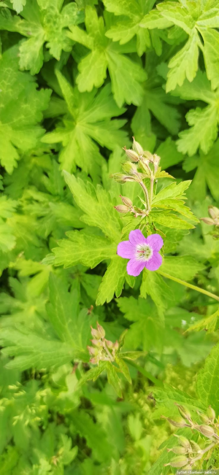 Выловили солнечный денёк 19.06.2021. Заполярье. Прогулка. Часть 1