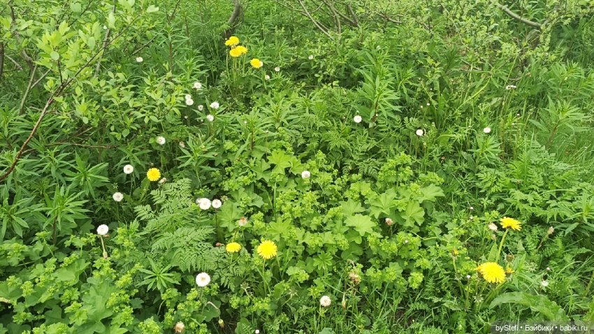 Выловили солнечный денёк)) 19.06.2021. Заполярье. Прогулка. Часть 4