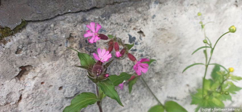 Выловили солнечный денёк)) 19.06.2021. Заполярье. Прогулка. Часть 4