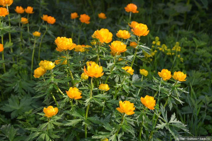 Выловили солнечный денёк 19.06.2021. Заполярье. Прогулка. Часть 6. Заключительная (фото 3)