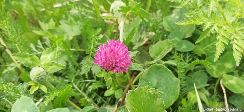 Выловили солнечный денёк)) 19.06.2021. Заполярье. Прогулка. Часть 4