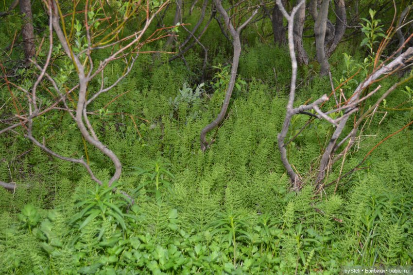 Выловили солнечный денёк 19.06.2021. Заполярье. Прогулка. Часть 5