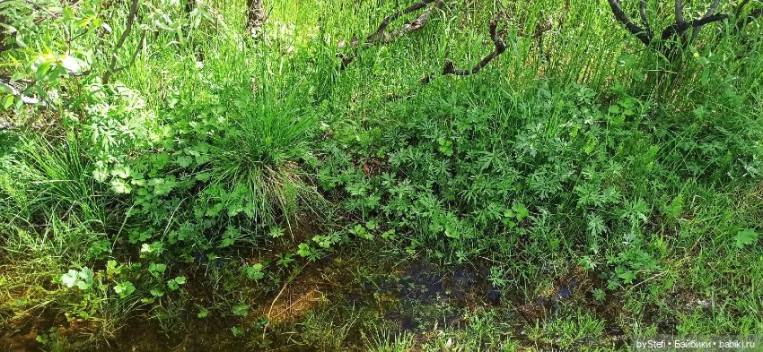 Выловили солнечный денёк 19.06.2021. Заполярье. Прогулка. Часть 1