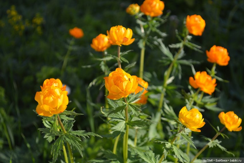 Выловили солнечный денёк 19.06.2021. Заполярье. Прогулка. Часть 5