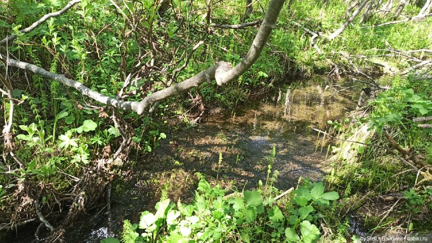 Выловили солнечный денёк 19.06.2021. Заполярье. Прогулка. Часть 2